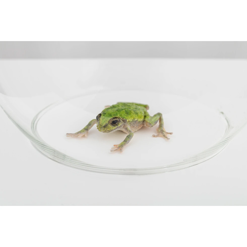 <a href="https://ueshima-collection.com/artist-list/5" style="color:inherit">名和晃平</a> / <a href="https://ueshima-collection.com/artist-list/5" style="color:inherit">KOHEI NAWA</a>:Frog 3
