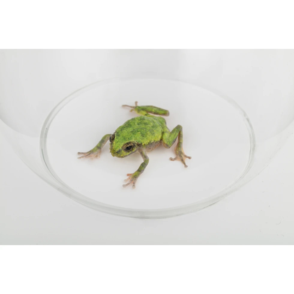 <a href="https://ueshima-collection.com/artist-list/5" style="color:inherit">名和晃平</a> / <a href="https://ueshima-collection.com/artist-list/5" style="color:inherit">KOHEI NAWA</a>:Frog 3