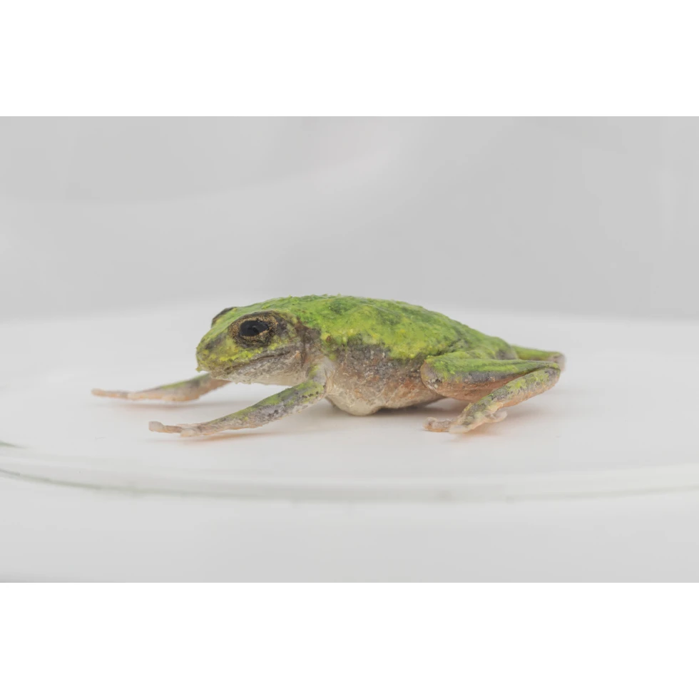 <a href="https://ueshima-collection.com/artist-list/5" style="color:inherit">名和晃平</a> / <a href="https://ueshima-collection.com/artist-list/5" style="color:inherit">KOHEI NAWA</a>:Frog 3