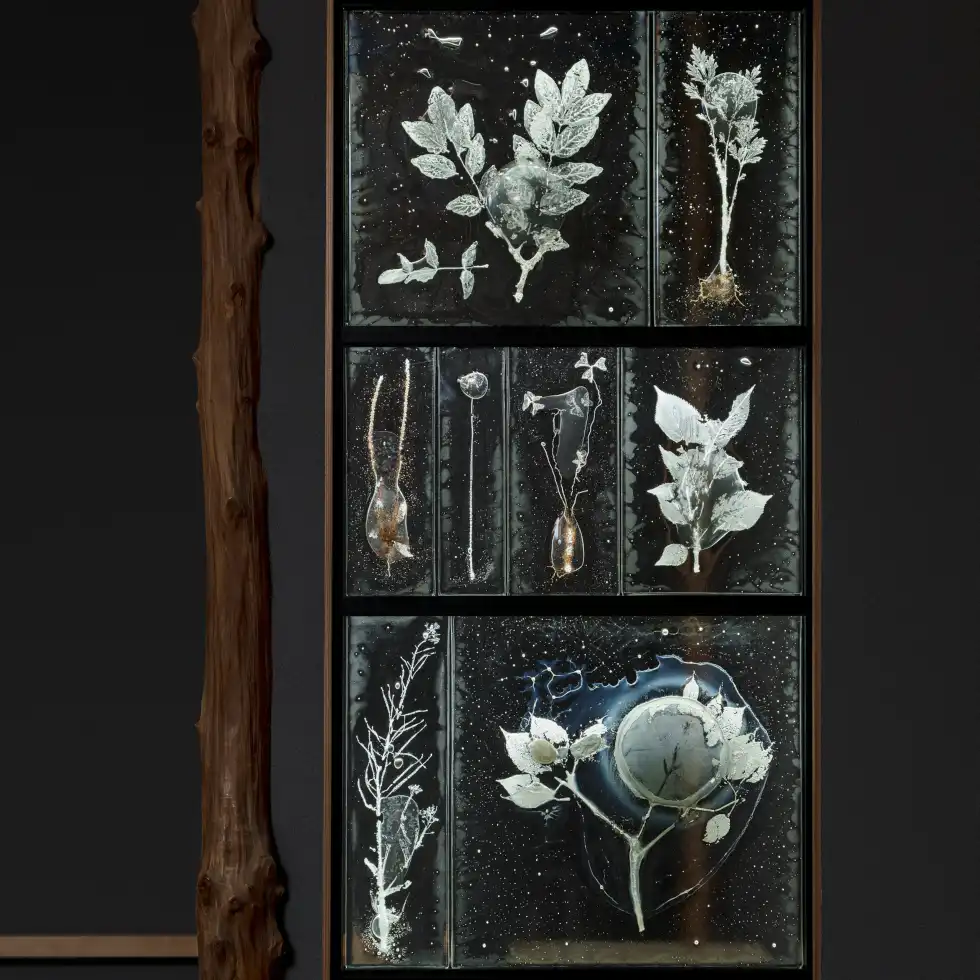 Collection