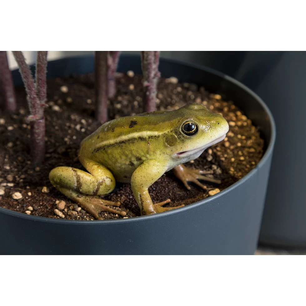 <a href="https://ueshima-collection.com/artist-list/113" style="color:inherit">RYAN GANDER</a>:You Complete Me, or I see things you can’t see (A Frog's Tale)