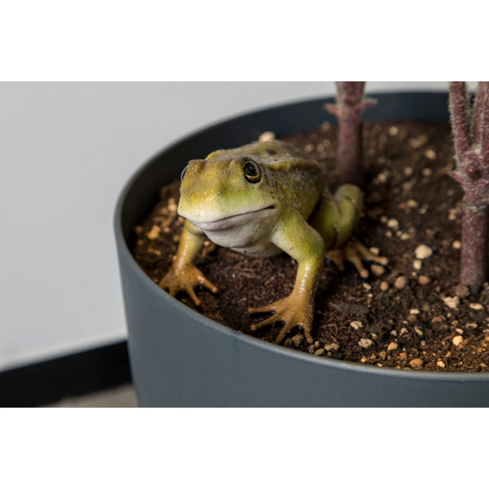 <a href="https://ueshima-collection.com/artist-list/113" style="color:inherit">RYAN GANDER</a>:You Complete Me, or I see things you can’t see (A Frog's Tale)