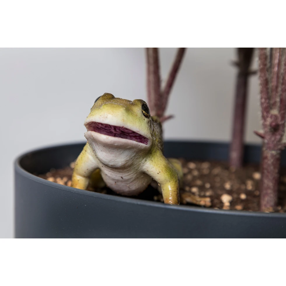 <a href="https://ueshima-collection.com/artist-list/113" style="color:inherit">RYAN GANDER</a>:You Complete Me, or I see things you can’t see (A Frog's Tale)
